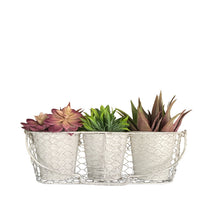 Load image into Gallery viewer, Three Pot Planter Herbs French White